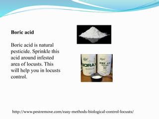 Easy methods for biological control of locusts | PPT