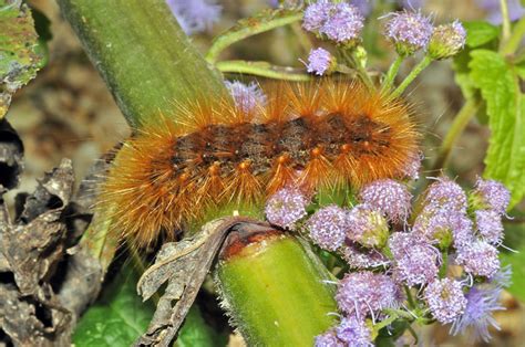 Virginia Tiger Moth Caterpillar