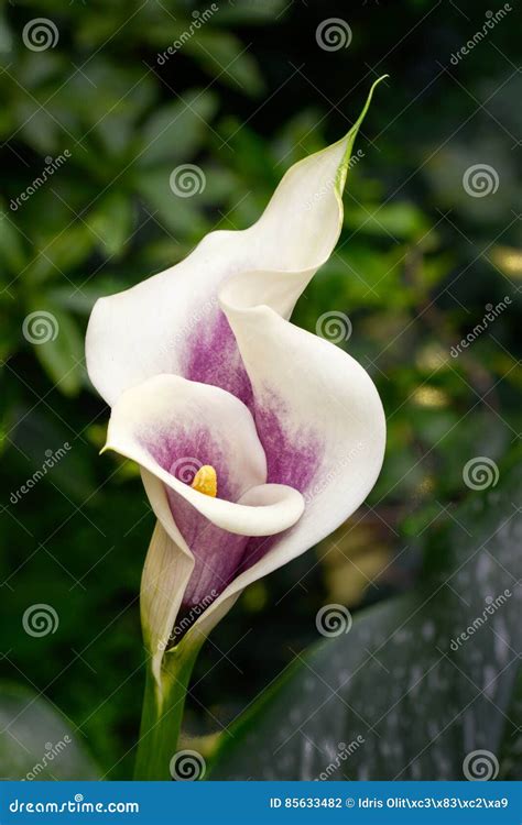 Aroma flower stock photo. Image of park, nature, flowering - 85633482