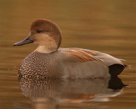 The Gorgeous Gadwall | BirdNote