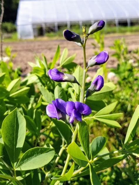 Blue Wild Indigo AKA Baptisia Seeds (Certified Organic) | Garden Hoard ...