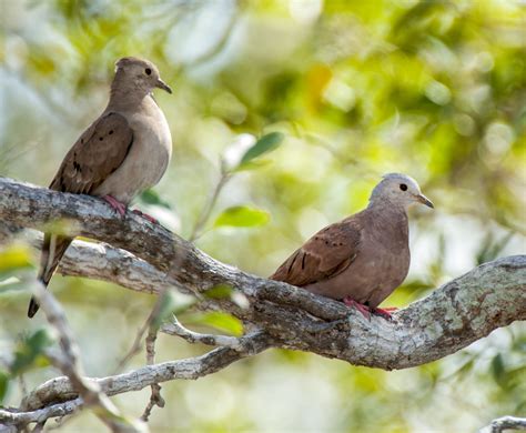 Ruddy Ground Dove - Owen Deutsch Photography