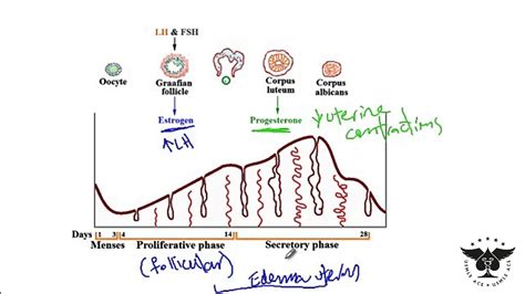 194 - Estrogen, Progesterone, LH, FSH, ovulation, menses, Proliferative ...