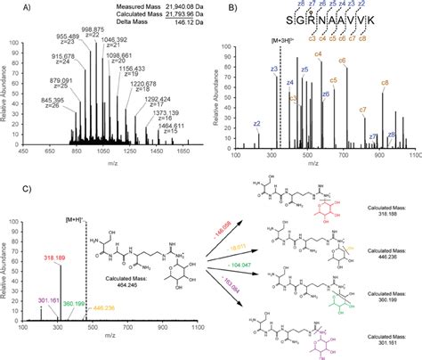 Mass spectrometry characterization of rhamnosylated EF-P. (A) A mass ...