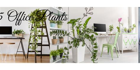 Top 15 Office Plants — ChhajedGarden.com