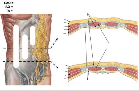 Differences between the formation of the rectus sheather superior and ...