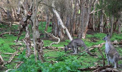 The 5 Best Phillip Island Wildlife Park Tours & Tickets - Tripadvisor