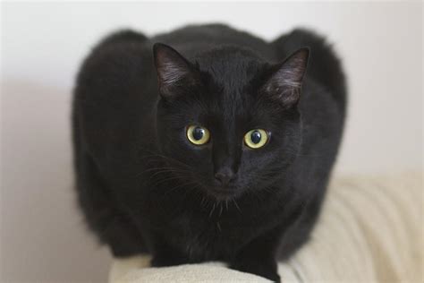 Bombay Cat Eyes Photograph by Robert Joseph