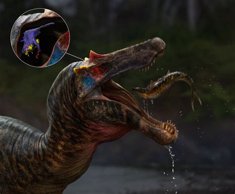 Researchers reveal the oldest spinosaur brains