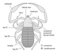 Pseudoscorpion - Wikiwand articles