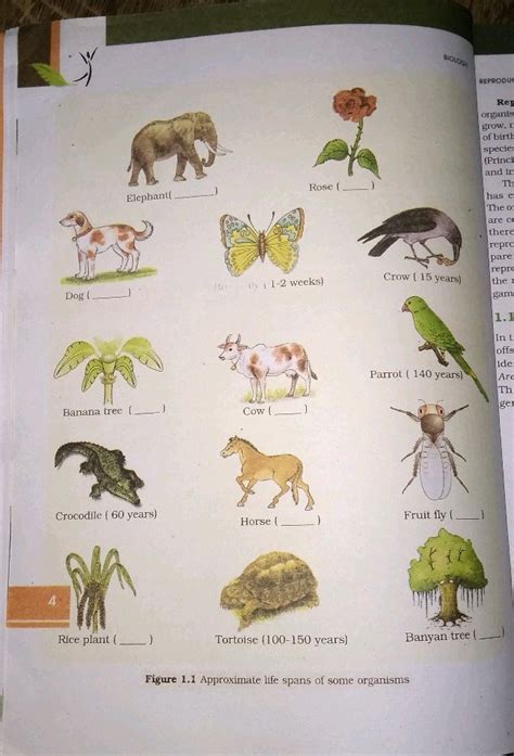 Please sir tell the life spans of these plants/animals Dog ( Elephant ...