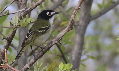 Black-capped vireo - song / call / voice / sound.