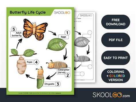 Butterfly Life Cycle - Free Worksheet - SKOOLGO