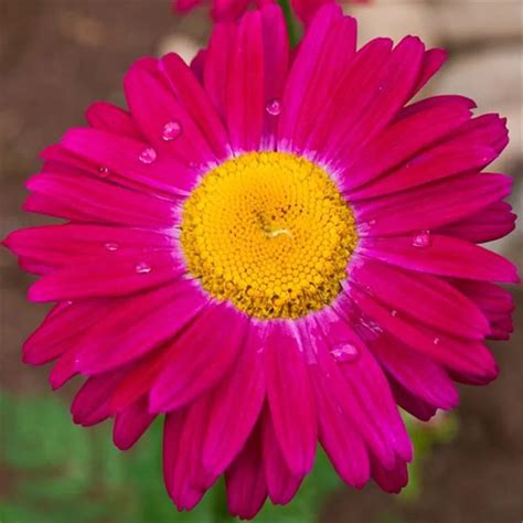 Pyrethrum Flower 50 Seeds Mix Color Painted Daisy And Chrysanthemum ...