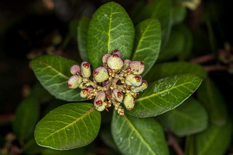 Plant of the Month - Lemonade Berry