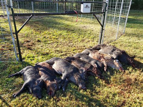 HOG TRAPPING IN TEXAS | Texas Wild Hog Control