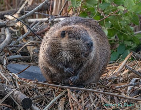 Animal Facts: Beaver | Canadian Geographic