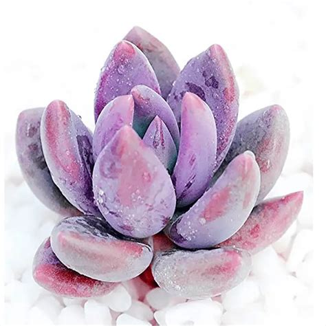 Top 20 Most Beautiful Purple Succulents In The World (With Pictures ...