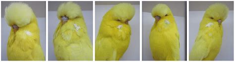 Lutino Budgies | Yellow Budgies | Lutino Budgie Budgerigar