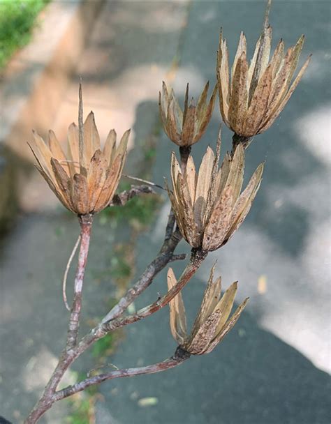 What are all these trees dropping on the ground in Spring?