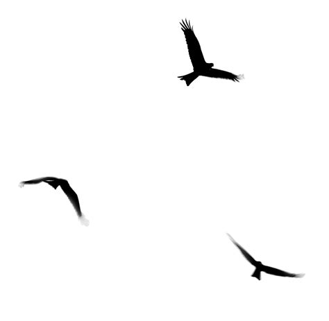 Three Flying Birds Silhouette