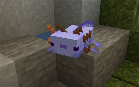 Blue Axolotl in Minecraft: How to get it, breeding tips, and more