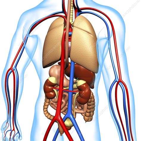 Human anatomy, artwork - Stock Image - F004/0752 - Science Photo Library