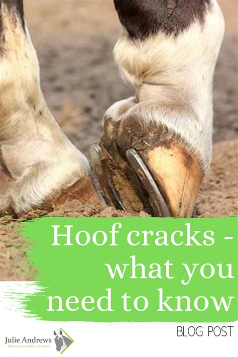 Everything you need to know about hoof cracks | Hoof care, Hooves ...