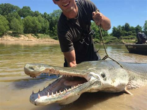 Gar Fish teeth - Spotted | Alligator | Longnose | Florida - SeaFish