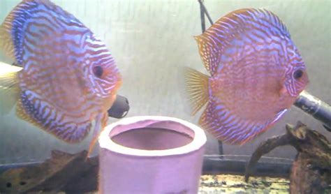 Fish Zone: discus fish care and breeding