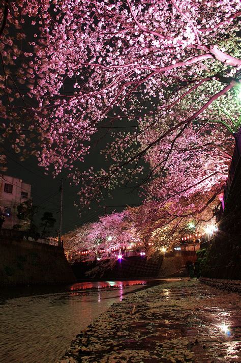 Gumyoji night sakura | Beautiful places, Wonderful places, Nature