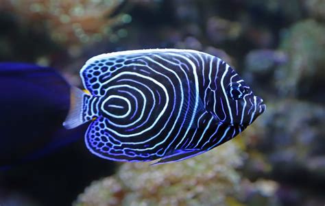 Saltwater Angelfish Species