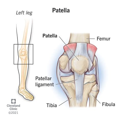 Patella (Kneecap): Anatomy and Function