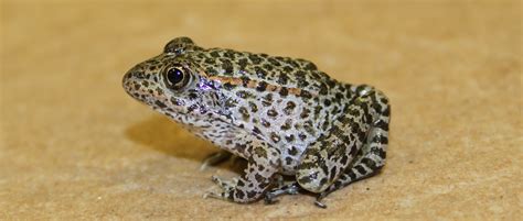 Recovering One of America’s Most Endangered Frogs | THE WILDLIFE SOCIETY