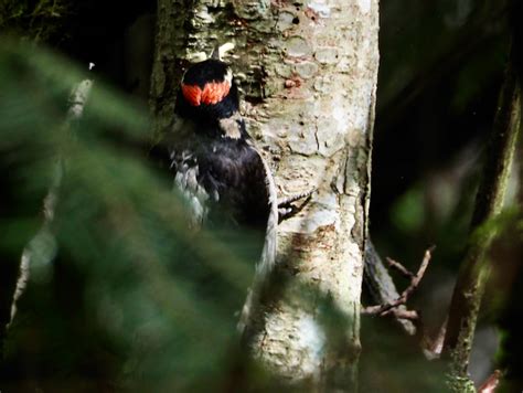 Insectivore Birds Part 2 | Rainshadow Journal