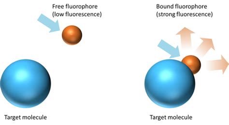 Fluorescence spectroscopy - Delta Optical Thin Film