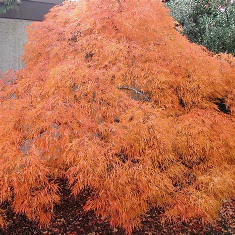 Acer palmatum dissectum 'Viridis' - Evergreen Nursery