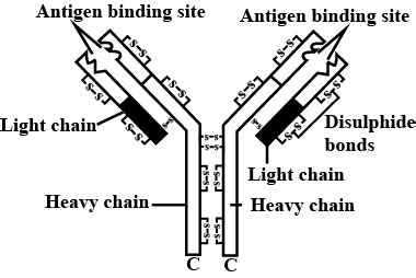 Draw a neat labeled diagram of an antibody molecule and explain the ...