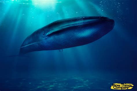 Humpback Whale vs Blue Whale: Comparison Guide – howthingscompare.com