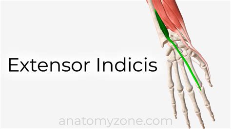 Extensor Indicis - Origin, Insertion, Action, 3D Model | AnatomyZone