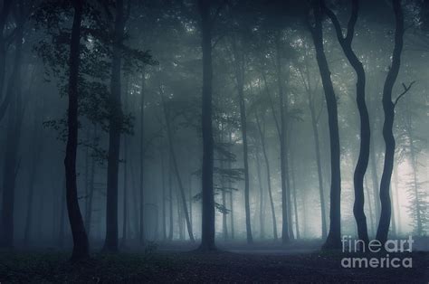 Dark forest with fog Photograph by Photo Cosma