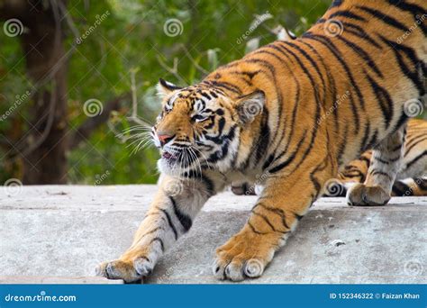 Royal Bengal Tiger Stretching His Muscles Stock Photo - Image of color ...