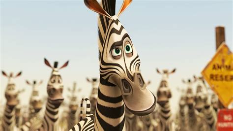 Madagascar Zebra