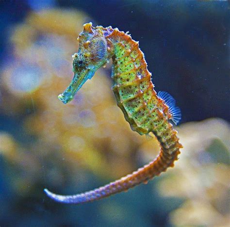 Colorful Seahorse in an Aquarium