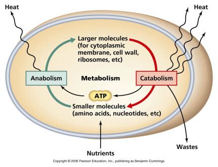 Protein Metabolism - Principles in BioChemistry