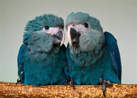 cute Spix's macaws | Macaw, Pretty birds, Beautiful birds