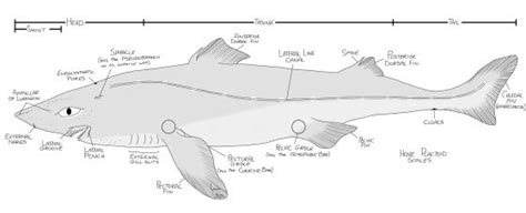 Spiny Dogfish External Anatomy Baleen Whales, Apologia, Dissection ...