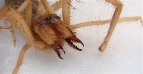 Are Camel Spiders Poisonous or Dangerous? - A-Z Animals