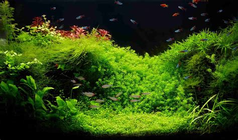 How To Plant Carpet Seeds In An Aquarium - The Ultimate Guide