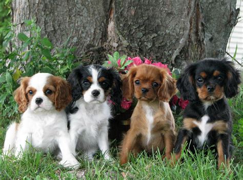 Cavalier King Charles Spaniel Puppies | Puppies Dog Breed Information ...